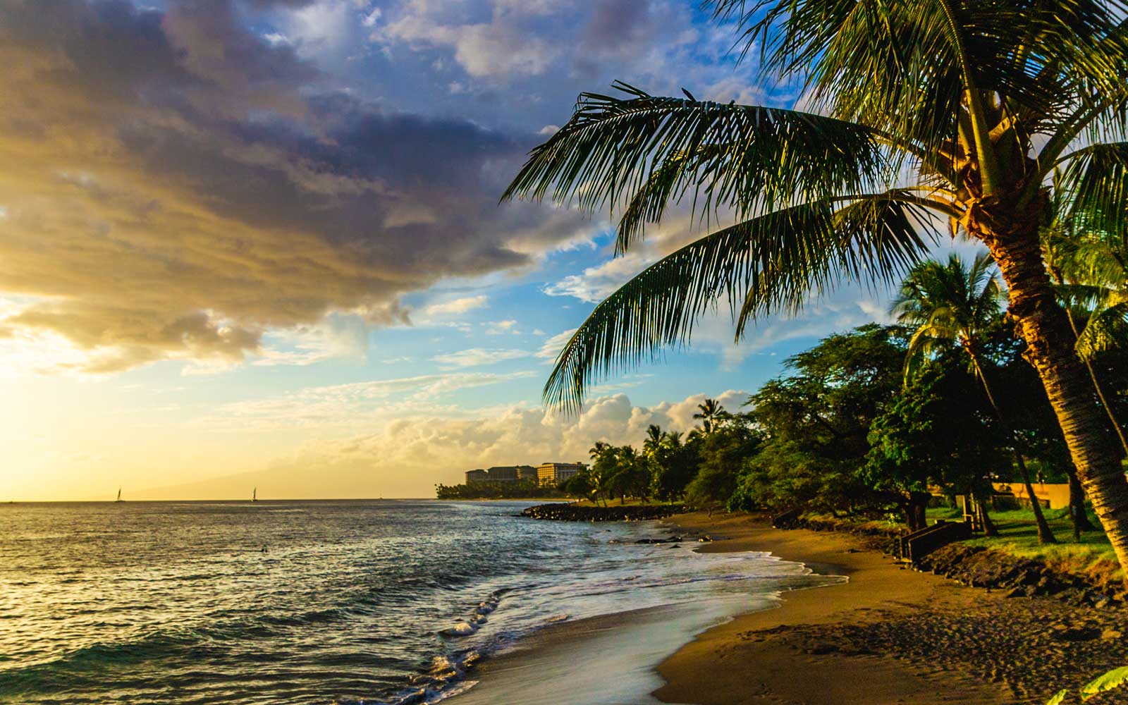 Palm-lined beach at sunset